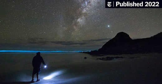 La bioluminiscencia en fotos: así luce en el mar nocturno de Nueva Zelanda