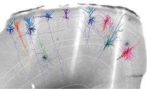 Neuroscientists Built an Ultra Detailed Map of the Brain Motor Cortex, From Mice to Monkeys to Humans – Lifeboat News: The Blog