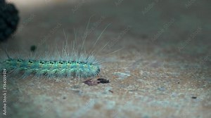Green hairy fluffy caterpillar crawls along concrete path in search of food, early in morning in bright sun. View Macro insect in wildlife