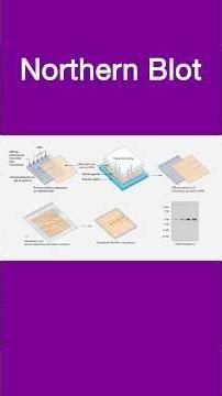 Northern Blot