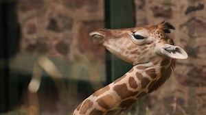 Shh shh! It's nap time for newborn giraffe calf, Narus! 💤 😍 | Chester Zoo