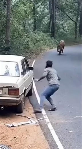 Tiger Attack in Jungle #tiger #tigerattack #sora #ai