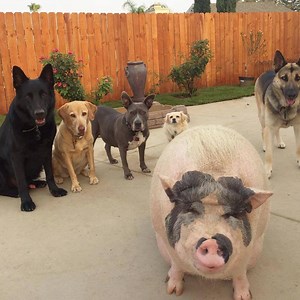 This woman saw a pig being kept in bad conditions and decided to make him her son. She brought Chowder home to her house full of dogs, and now he's the boss of all of them! Today on Odd Couples, watch Chowder and his dog BFFs go swimming, "sit" for treats and take family photos together 🐷💞🐶🐶🐶🐶 | Odd Couples by The Dodo