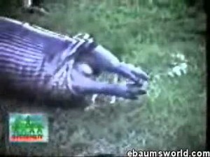 Python Schlange frisst ein Flusspferd