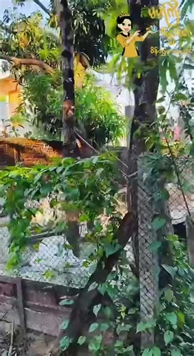 #မမကြီးဒွေးကေ #မမကြီးဒွေးကေရွှေဆိုင် #မြင်ပါများပီးချစ်ကျွမ်းဝင်အောင်လို့🤒🖤 #ရောက်ချင်တဲ့နေရာ #tittokmyanmar