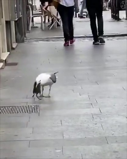 make this seagull viral 🤣 seagul eating a rat #viral #fyp #animals #seagull #rat #eating #london