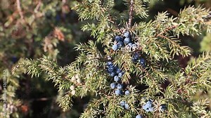 Juniperus communis. Fruits of the common juniper in close-up in the Arctic Stock Video