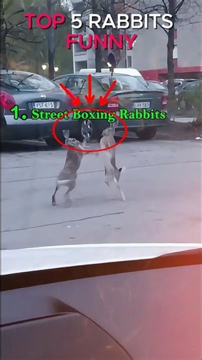 Top 5 Funny Rabbit Moments#funnyrabbits#funny pets#funny bunny