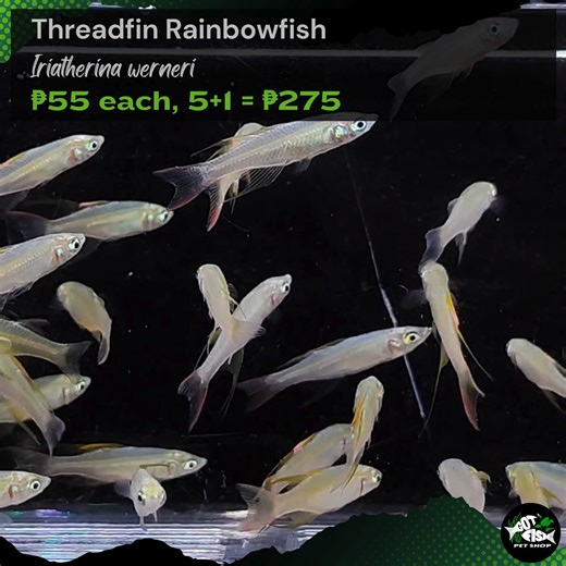THREADFIN RAINBOWFISH | Got Fish | Facebook