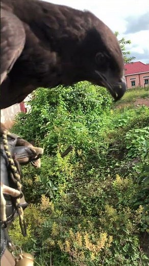 Baby Hawk Eats for the First Time | Stunning Wildlife Video