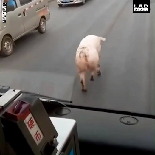 That is one incredibly sassy pig! 😂🐷 | LADbible