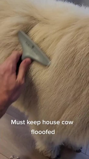 Adorable Mini Fluffy Cows Compilation