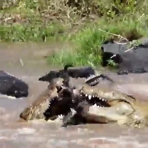 💎💎💎💎💎💎💎💎💎💎💎💎💎💎💎💎💎💎💎💎💎💎💎💎💎💎💎💎💎💎💎💎💎💎 AMAZING FIGHT IN THE WILD : ................................................................................................................................ python fight, Wildlife, honey badger, jackal fight, Wildlife Moments, wildlife conservations, wildlife conservation, wildlife article, wildlife nation, what is the goal of wildlife conservation. wildlife society, wildlife groups, wildlife pages, wildlife moments, wildlife c