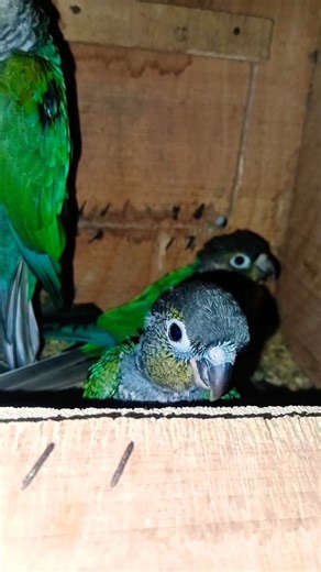 “Beautiful Blue Turquoise Conure Baby With Parents in the Nest 🦜💙 | Heart-Melting Family Moments!”