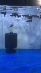 Electric Black Moscow Guppy 﫶 Alam mo na dito, mura lng yan!...
