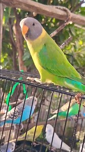 Java Navin Popat #parrotvideo