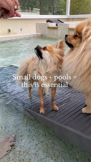 Essential Pool Safety Tips for Small Dogs