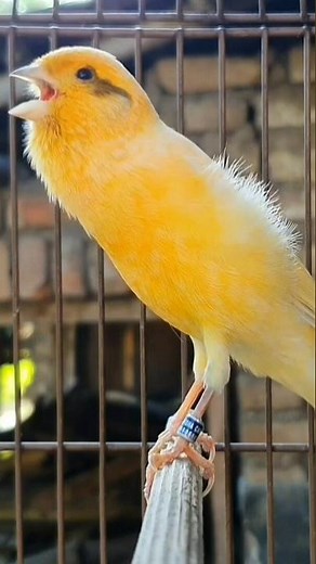 best canary singing | bird sound #birds #animals #canary #funnyanimals