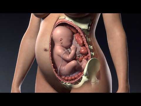 How a Baby Grows Inside the Womb | Pregnancy Week by Week Explained