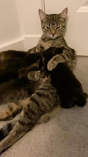 Eloise is still having gastrointestinal issues (we have a new plan from the vet so fingers crossed 🤞🏼) but she is still the best mum ❤️ #fosterkittens #fosterkittensofinstagram #nursingmom #tabbycats #spayandneuter | Binky The Space Cat