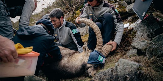 In the French Pyrénées, the Iberian ibex is now home