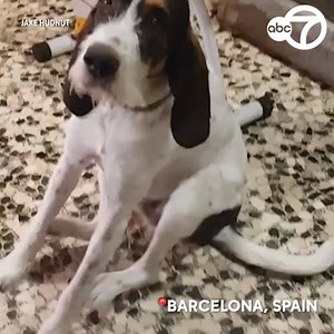 8.9K views · 257 reactions | THAT'S THE SPOT: Super-genius dog doubles up to scratch both front legs with back paws.  | ABC7NY | Facebook
