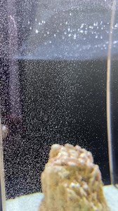 2K views · 134 reactions | Oh baby! Our Arabian Cowries have hatched, and will undergo a planktonic larval stage in the water column before settling to the bottom. Stay tuned for more information about their development and learn more at www.ShellMuseum.org! | Bailey-Matthews National Shell Museum & Aquarium | Facebook