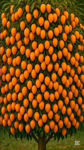 How to Grow mango!!! easy to grow and it is the basic ways for Improve mango #foryou #shorts