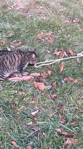 Adorable cat plays with string #cats #cute #pets #animals #shorts