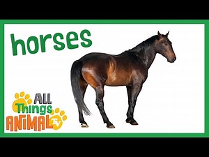 Animal Facts: Let's Learn All About Horses