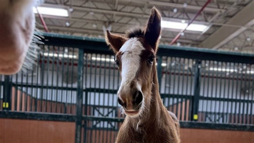 Clydesdale foal joins the fold ahead of iconic horses' Budweiser Super Bowl commercial return