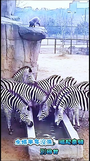 水塔半年沒洗，喝起來特別回甘