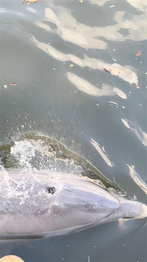 Flipper hanging out in the canal - Dolphin Fun - Chasing fish - #dolphin #flipper