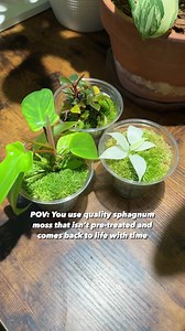 Identifying specific brands that use heat or chemically treat their sphagnum moss can be challenging due to the lack of explicit disclosures or detailed information on the treatment processes used by many companies. Chemically treated moss can retain some of the chemicals used and harm your plants! Heat will kill off any remaining spores and prevent your moss from regrowing. I have tested several different brands of moss for my houseplants and I have finally found my favorite! Some of the benefi