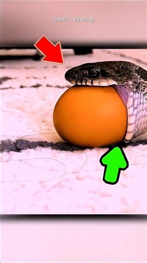 The Unknown Truth About Snake !