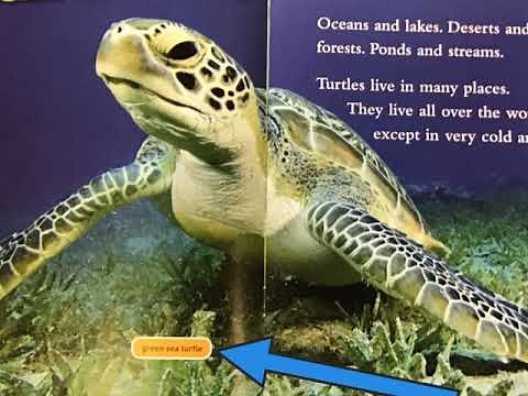 Text Features- 2nd Grade