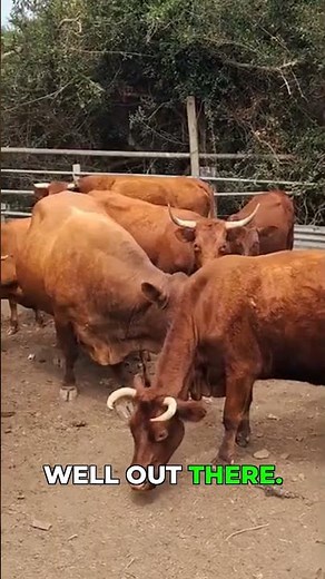 Subscribe: Bonsmara Cattle Series & Meet the Big Bull!