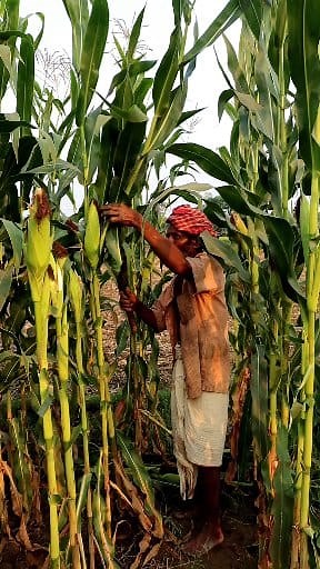 Timely Detasseling in Maize Increass Yield: Hi Friends, THe male flower of maize plant is called TASSEL (also called arrow found at top of the plants) and female is known as COB. Generally the anthers fall on the silk of cob and fertilization takes place. After proper pollination there is no use of tassels. Detasseling corn is removing the pollen-producing flowers, the tassel, from the tops of corn (maize) plants and placing them on the ground. This is done either by having "detasselers" walk th