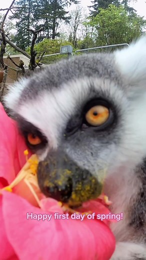 Leme team flower power 🌸 #spring #flowers #lemur #FirstDayOfSpring