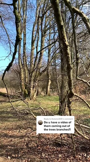 Reply to @thatsme305 hopefully this was what you were looking for 👍😀 sorry about my camera work in the last video but walking and videoing is not my strength 🥲 #fypシ #falconry #harrishawk