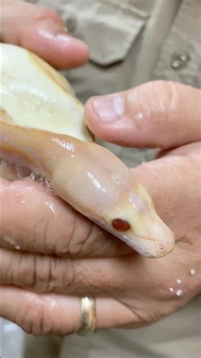 A new baby Ball Python 🐍 hatching from the egg 🥚