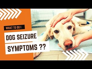 Dog Seizure Symptoms And What You Can Do