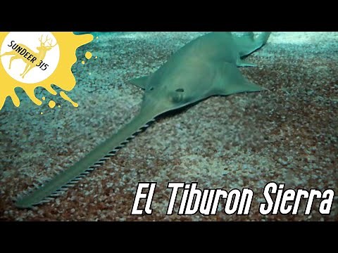 El Tiburón Sierra. Tiburón con espada. (Pristiophorus cirratus)