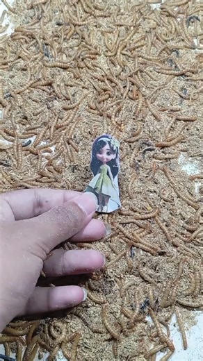 Part 160: Mealworm Movement Loop #experiment #shorts #mealworms