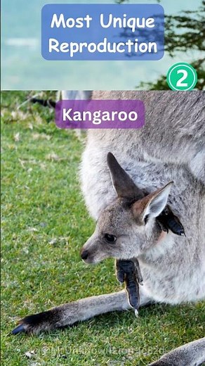 Top 5 Animals with the Most Unique Reproduction Methods