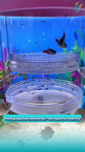 Floating Aquarium Isolation Box – Safe Space for Small Fish