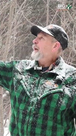 Red vs. white maple: two trees you’ll see in the big woods that are easy to confuse!