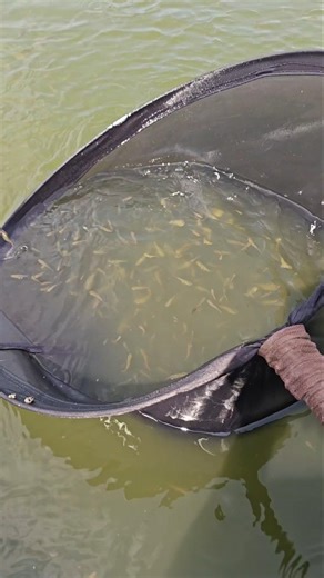 Menjaring ikan pakai seser jumbo