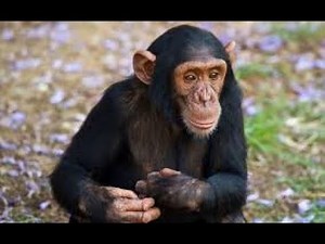 Funny Chimps Playing and Talking Compilation 2018! SO CUTE!