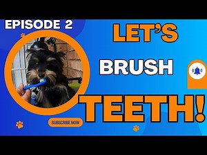 Teaching Your Yorkie to Brush Teeth: A Step-by-Step Guide (2)